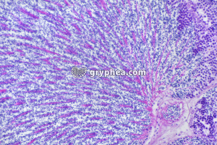 Hermaphrodisme Coquille St-Jacques x100 - gryphea.com